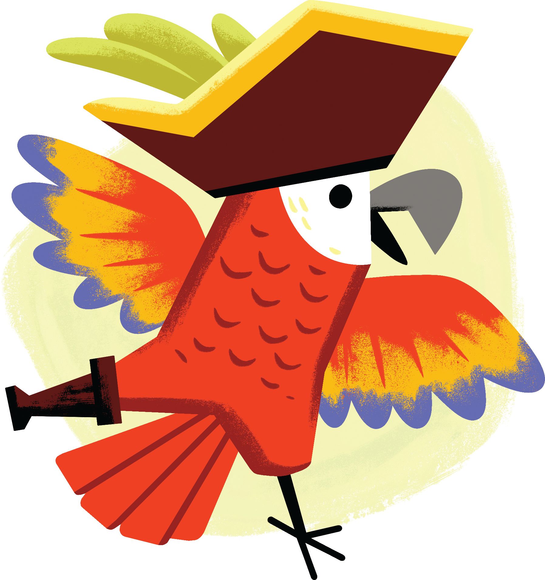 parrot pirate